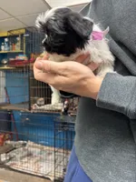 Sabrina, a female Shihpoo for sale in Ashland, OH – 7 of 8
