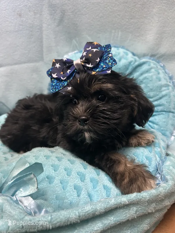 Tucker – Shihpoo puppy for sale in Ashland, OH