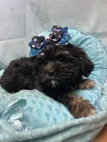 Tucker, a male Shihpoo for sale in Ashland, OH – 1 of 5