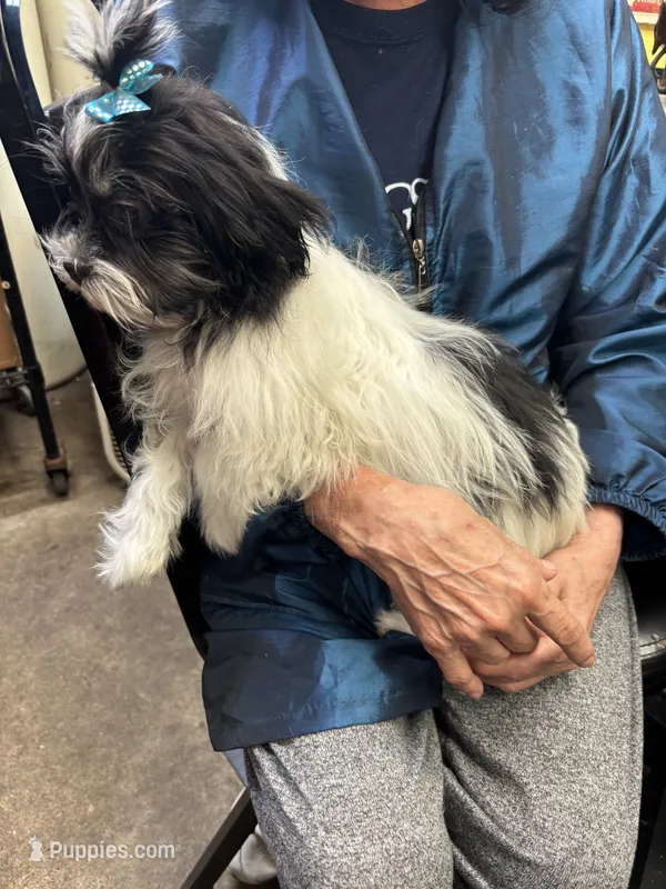 Bucky – Shihpoo puppy for sale in Ashland, OH