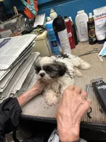 Captain Little , a male Shihpoo for sale in Ashland, OH – 2 of 7