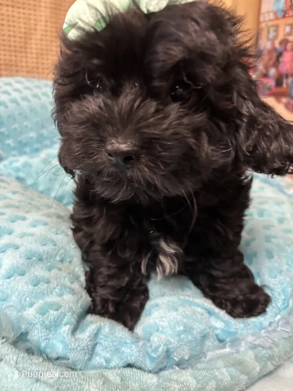 Honey Bear  – Shihpoo puppy for sale in Ashland, OH