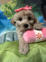 Sweet pea , a female Yorkipoo for sale in Ashland, OH – 5 of 6