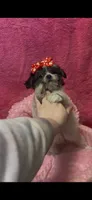 Sabrina, a female Shihpoo for sale in Ashland, OH – 2 of 5