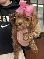 Maci, a female Shihpoo for sale in Ashland, OH – Photo 2 of 6