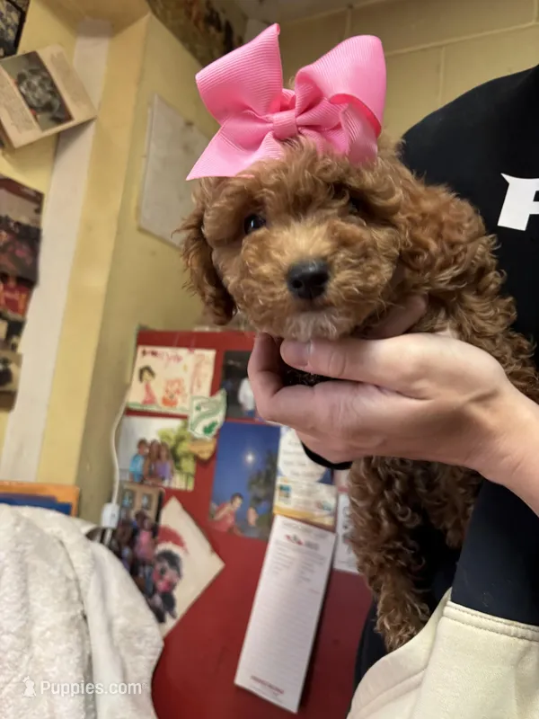 Maci – Shihpoo puppy for sale in Ashland, OH