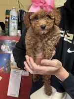 Maci, a female Shihpoo for sale in Ashland, OH – Photo 3 of 6