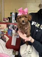 Maci, a female Shihpoo for sale in Ashland, OH – Photo 6 of 6