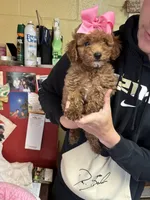 Maci, a female Shihpoo for sale in Ashland, OH – Photo 5 of 6
