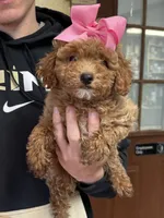 Maci, a female Shihpoo for sale in Ashland, OH – Photo 1 of 6