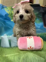 Tinkerbell, a female Yorkipoo for sale in Ashland, OH – 4 of 6