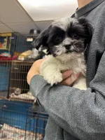 Sabrina, a female Shihpoo for sale in Ashland, OH – 6 of 8