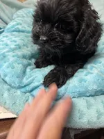 Happy Feet , a male Shihpoo for sale in Ashland, OH – Photo 3 of 6