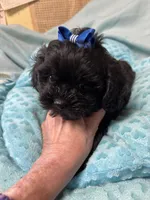 Happy Feet , a male Shihpoo for sale in Ashland, OH – Photo 1 of 6