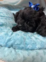 Happy Feet , a male Shihpoo for sale in Ashland, OH – Photo 6 of 6