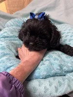 Happy Feet , a male Shihpoo for sale in Ashland, OH – Photo 2 of 6