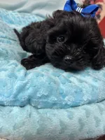 Happy Feet , a male Shihpoo for sale in Ashland, OH – Photo 5 of 6
