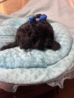 Happy Feet , a male Shihpoo for sale in Ashland, OH – Photo 4 of 6