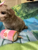 Tinkerbell, a female Yorkipoo for sale in Ashland, OH – 5 of 6