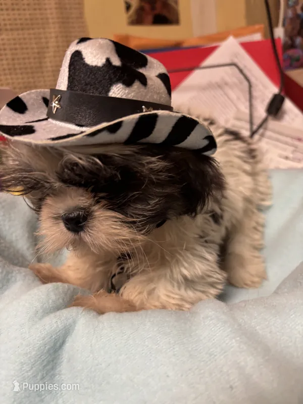 Captain Little  – Shihpoo puppy for sale in Ashland, OH
