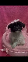 Bridgette, a female Shihpoo for sale in Ashland, OH – 3 of 3