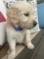 Koda, a male Golden Retriever for sale in Manhattan, KS – 2 of 7