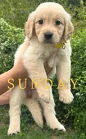 Sunday, a female Golden Retriever for sale in Manhattan, KS – 2 of 10