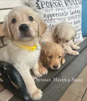 Sunday, a female Golden Retriever for sale in Manhattan, KS – 5 of 10