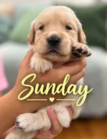 Sunday, a female Golden Retriever for sale in Manhattan, KS – 8 of 10