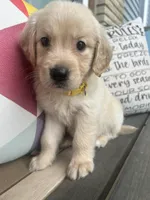 Sunday, a female Golden Retriever for sale in Manhattan, KS – 3 of 10