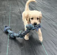 Sunday, a female Golden Retriever for sale in Manhattan, KS – 9 of 10
