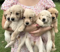 Sunday, a female Golden Retriever for sale in Manhattan, KS – 4 of 10