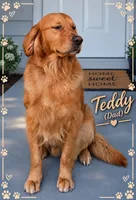 Koda, a male Golden Retriever for sale in Manhattan, KS – 7 of 7