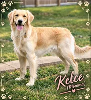 Koda, a male Golden Retriever for sale in Manhattan, KS – 6 of 7
