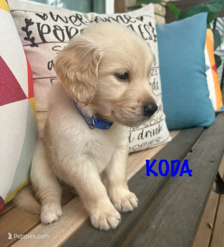Koda – Golden Retriever puppy for sale in Manhattan, KS