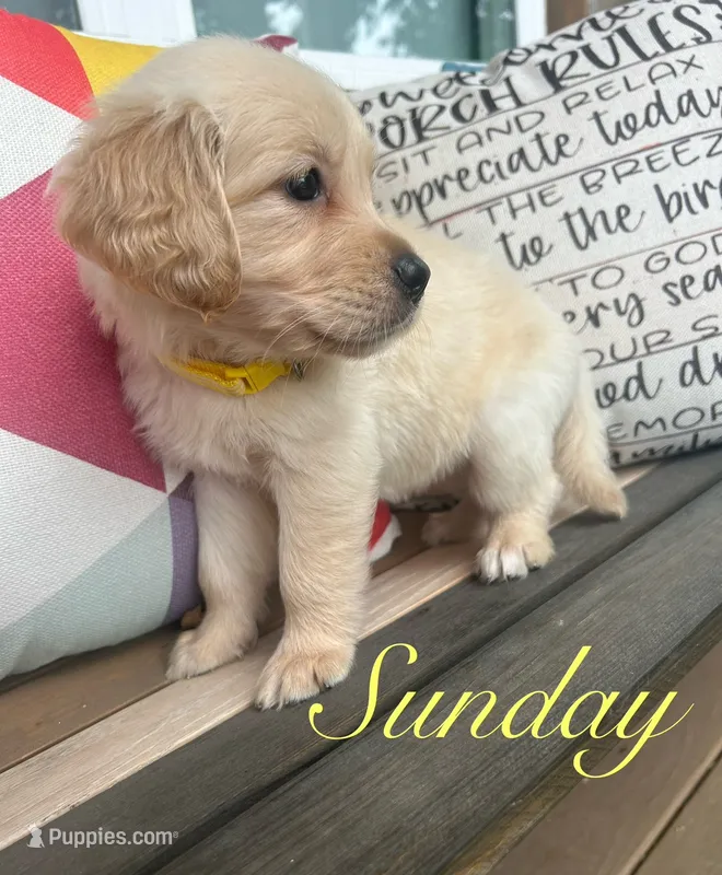 Sunday – Golden Retriever puppy for sale in Manhattan, KS