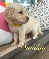 Sunday, a female Golden Retriever for sale in Manhattan, KS – 1 of 10