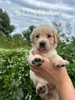 Sunday, a female Golden Retriever for sale in Manhattan, KS – 7 of 10
