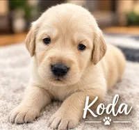 Koda, a male Golden Retriever for sale in Manhattan, KS – 4 of 7
