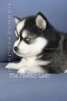 Edward, a male Pomsky for sale in Richardson, TX – 1 of 2