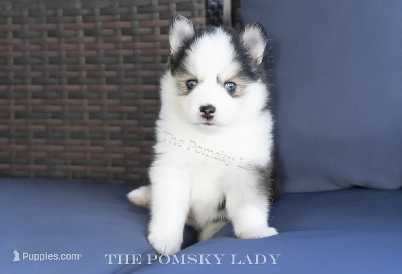 Jasper – Pomsky puppy for sale in Richardson, TX
