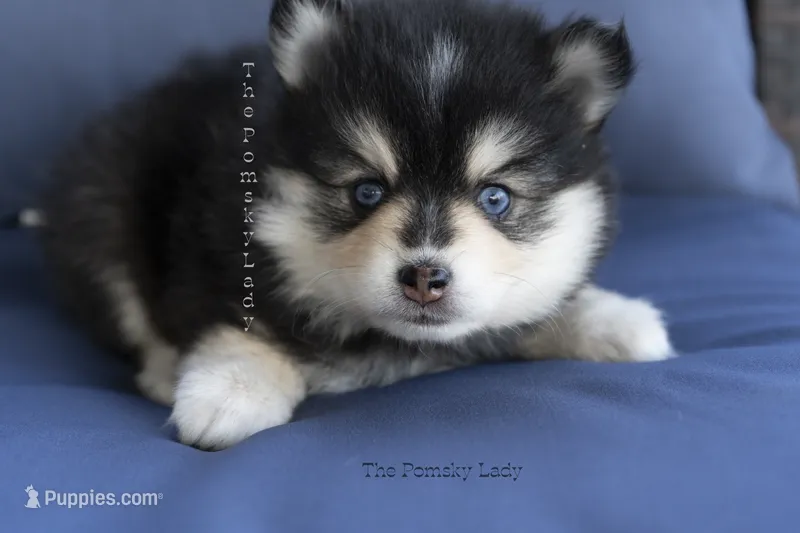Sassy-Pending – Pomsky puppy on hold in Richardson, TX