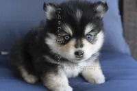 Sassy-Pending, a female Pomsky for sale in Richardson, TX – 2 of 3