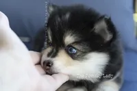 Sassy-Pending, a female Pomsky for sale in Richardson, TX – 3 of 3