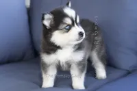 Edward, a male Pomsky for sale in Richardson, TX – 2 of 2