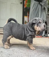 Archer, a male Chinese Shar-Pei for sale in Brodheadsville, PA – 3 of 10