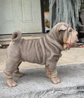 Tank, a male Chinese Shar-Pei for sale in Brodheadsville, PA – 5 of 10