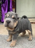 Archer, a male Chinese Shar-Pei for sale in Brodheadsville, PA – 5 of 10