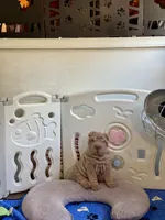 Diesel, a male Chinese Shar-Pei for sale in Brodheadsville, PA – 5 of 10