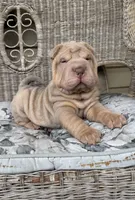 Diesel, a male Chinese Shar-Pei for sale in Brodheadsville, PA – 8 of 10